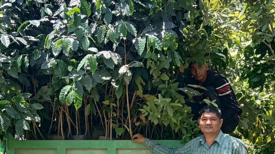 Small Coffee Trees