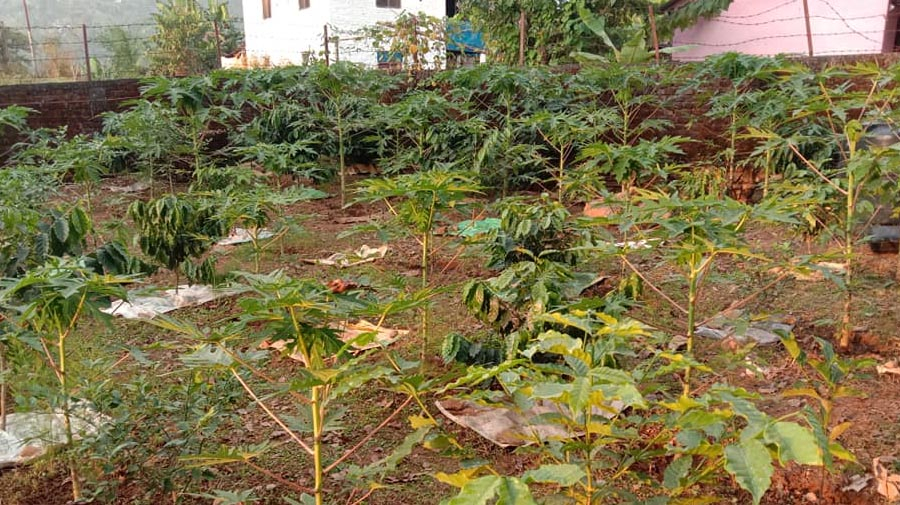 Baby Papaya Plant