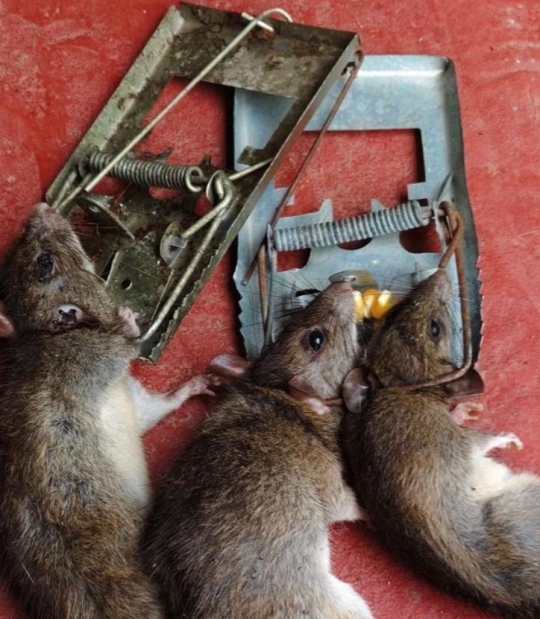 Mouse Trap Tool