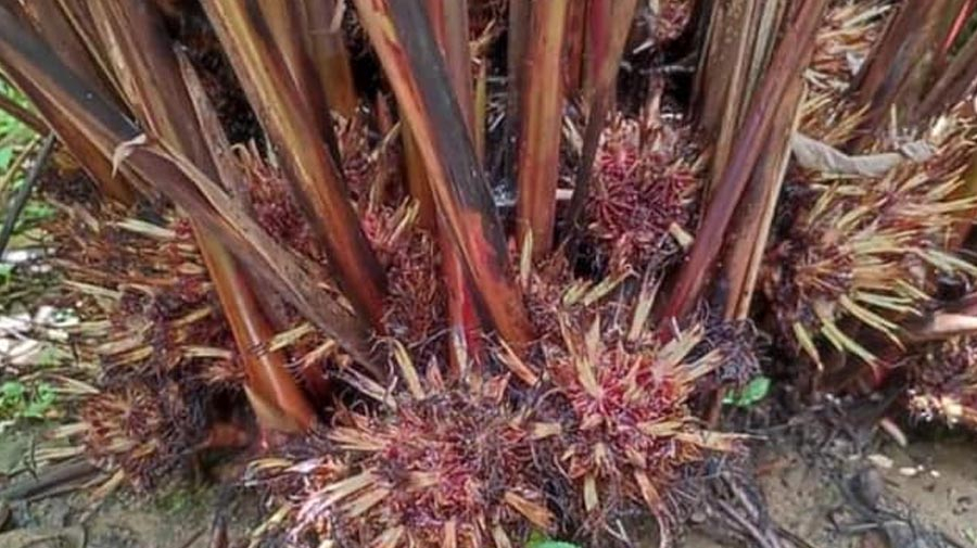 Cardamom