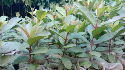 Baby Guava Plant