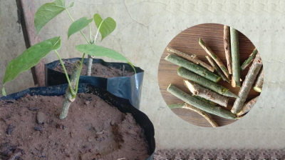 Medicinal Herb