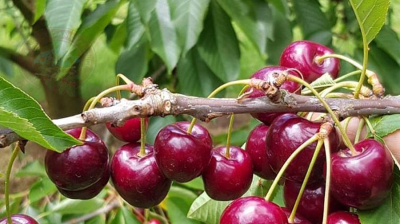 Ripe Cherry