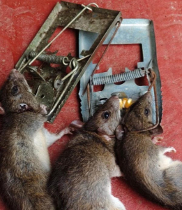 Mouse Trap Tool